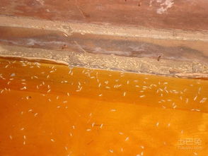 十堰市民警惕 白蟻活躍期已至，危害巨大需及時防治