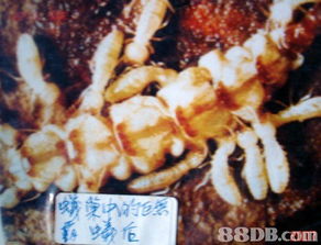 專業服務保障，保佳白蟻防治公司全方位守護您的安全與美觀